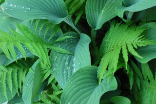 companion planting: hostas and ferns
