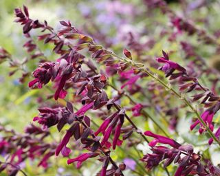 Love and Wishes salvias growing in cottage garden display