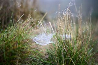 Viltrox AF 35mm F1.2 LAB lens sample gallery: spider's web in long grass