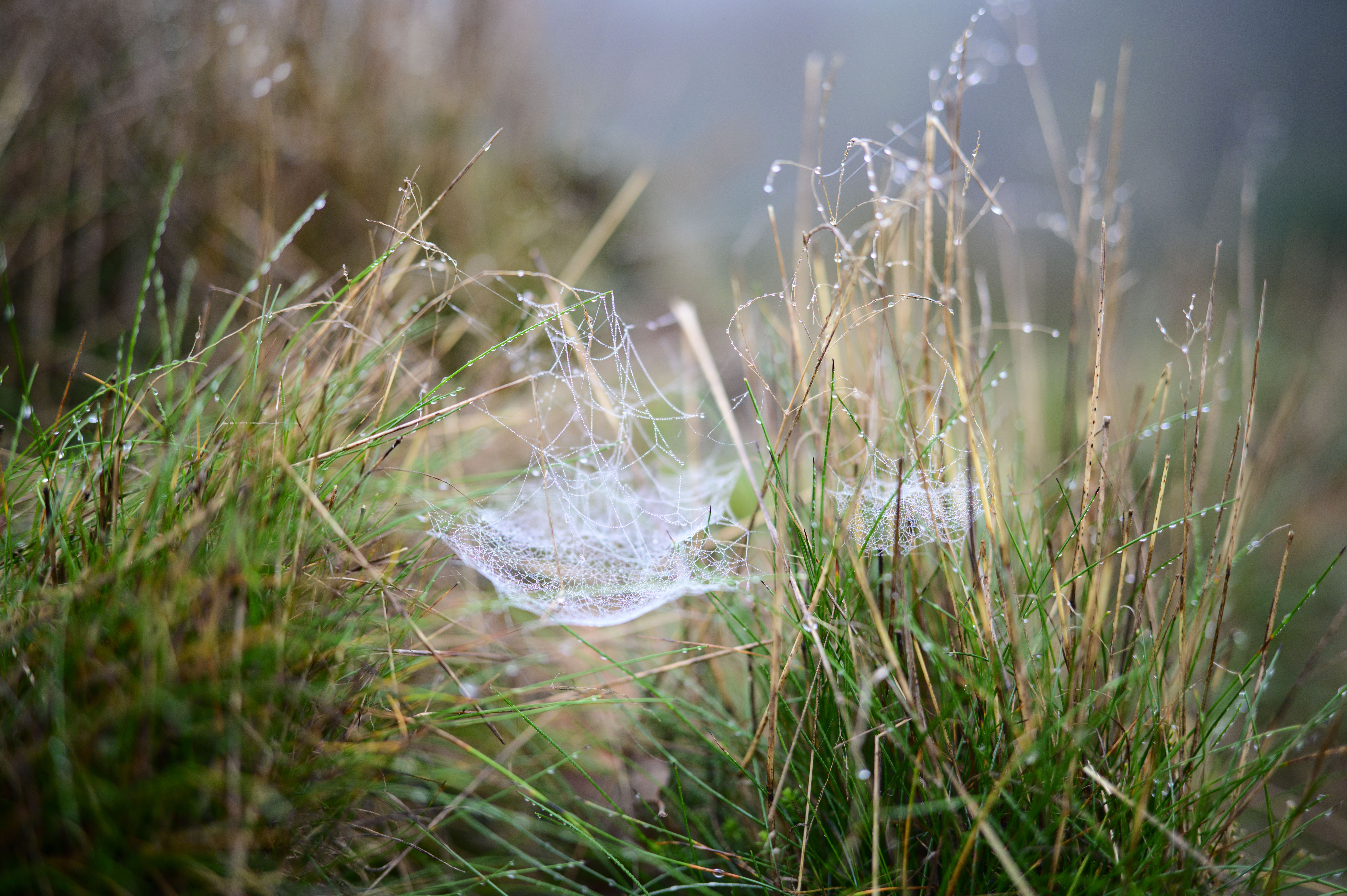 Viltrox AF 35mm F1.2 LAB lens sample gallery: spider's web in long grass