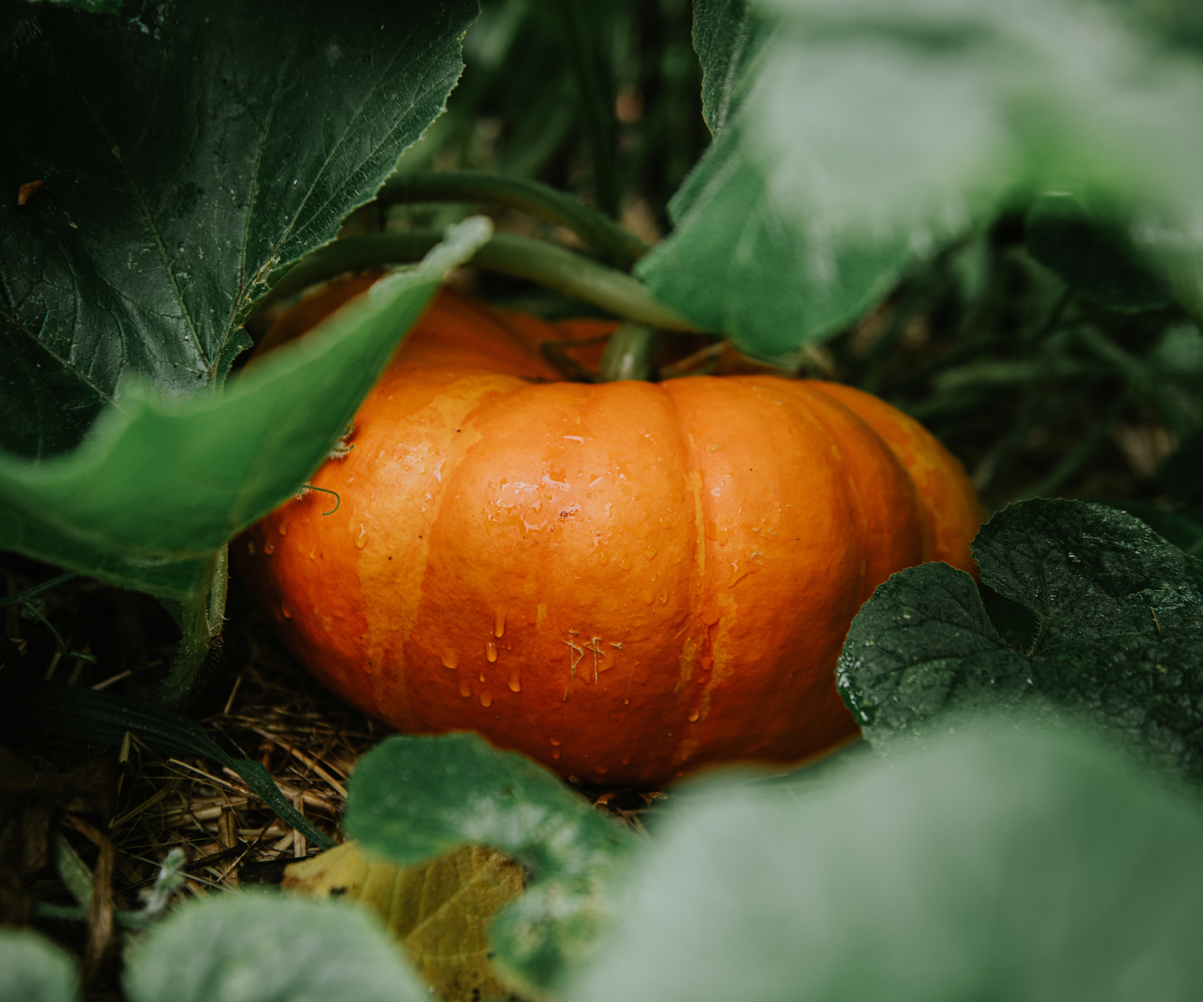 A bright orange pumpkin stands out against the dark foliage