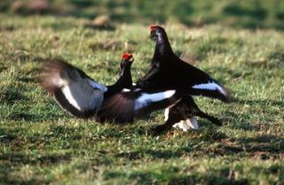 black grouse