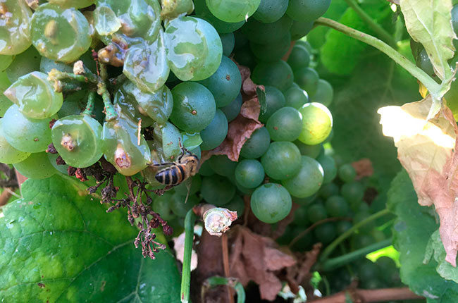 Bees and wasps appreciating the 2016 harvest at Cave de Tain l&rsquo;Hermitage vineyards, France