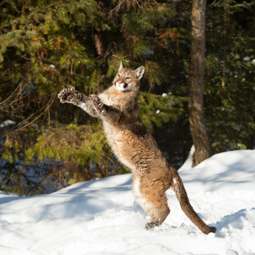 mountain-lion-1556647275-mMiE-column-width-inline