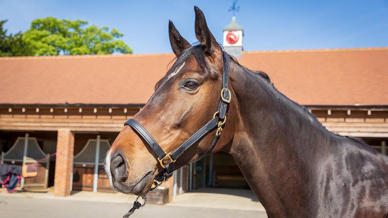 St&uuml;bben leather headcollar