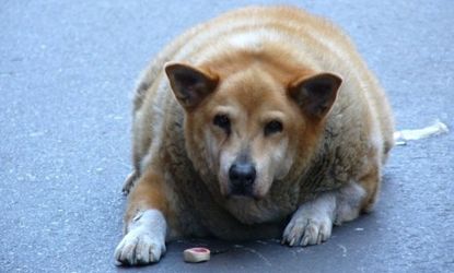 As many as 60 percent of the nation's dogs and cats qualify as obese, so perhaps it's about time we had a clinic dedicated to slimming down our beloved pets.