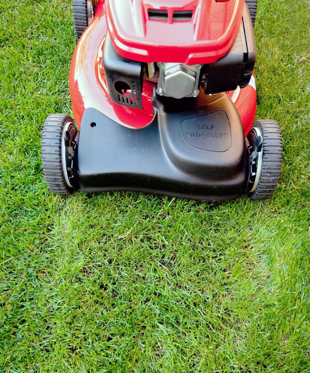 When can you mow the lawn after overseeding? Experts advise Homes