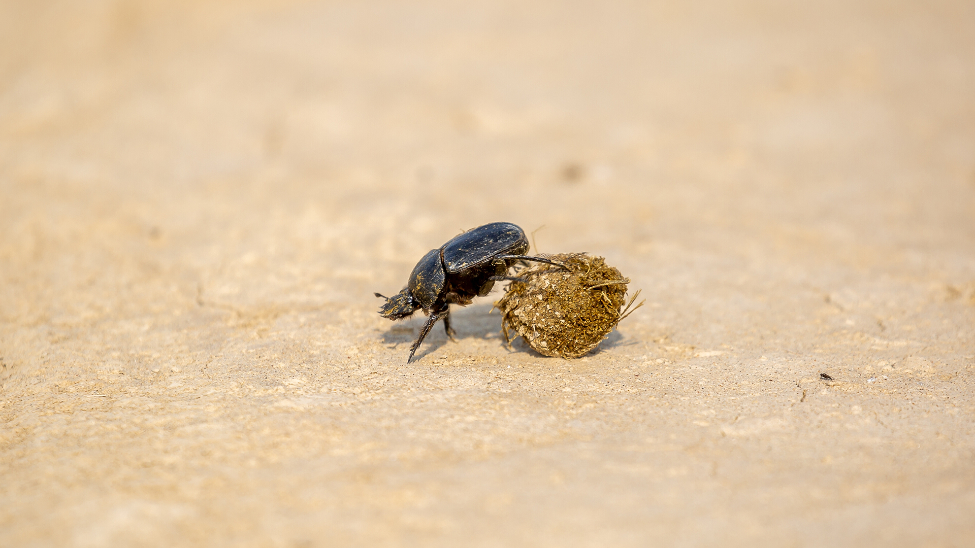 Bugs, a dung beetle