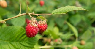 close up detail of a raspberry bush to support a guide on plants to prune in September