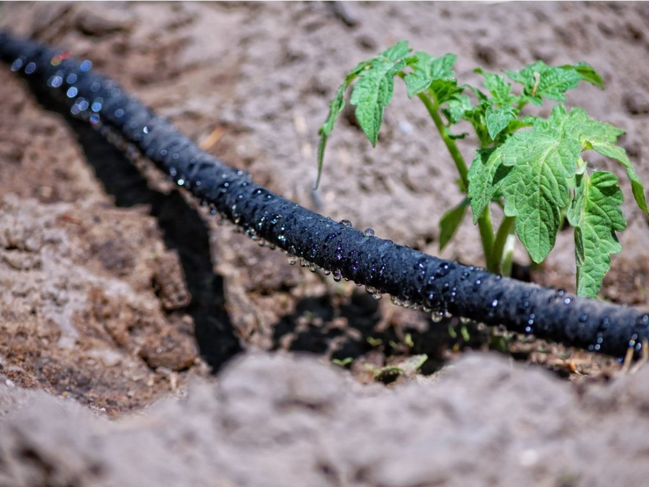 Irrigation System In The Garden