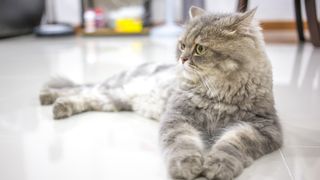 Grey tabby persian cat lying on floor