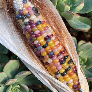 Ear of glass gem corn