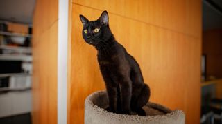 Black Bombay cat