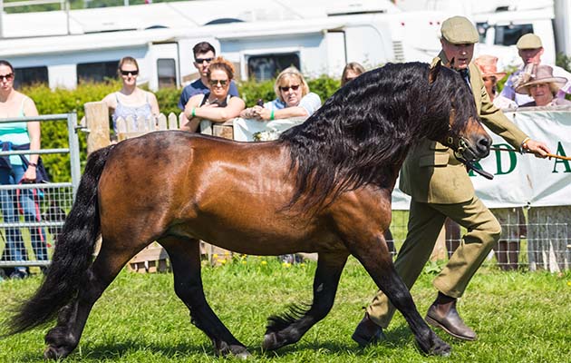 Devon County Show 2018
