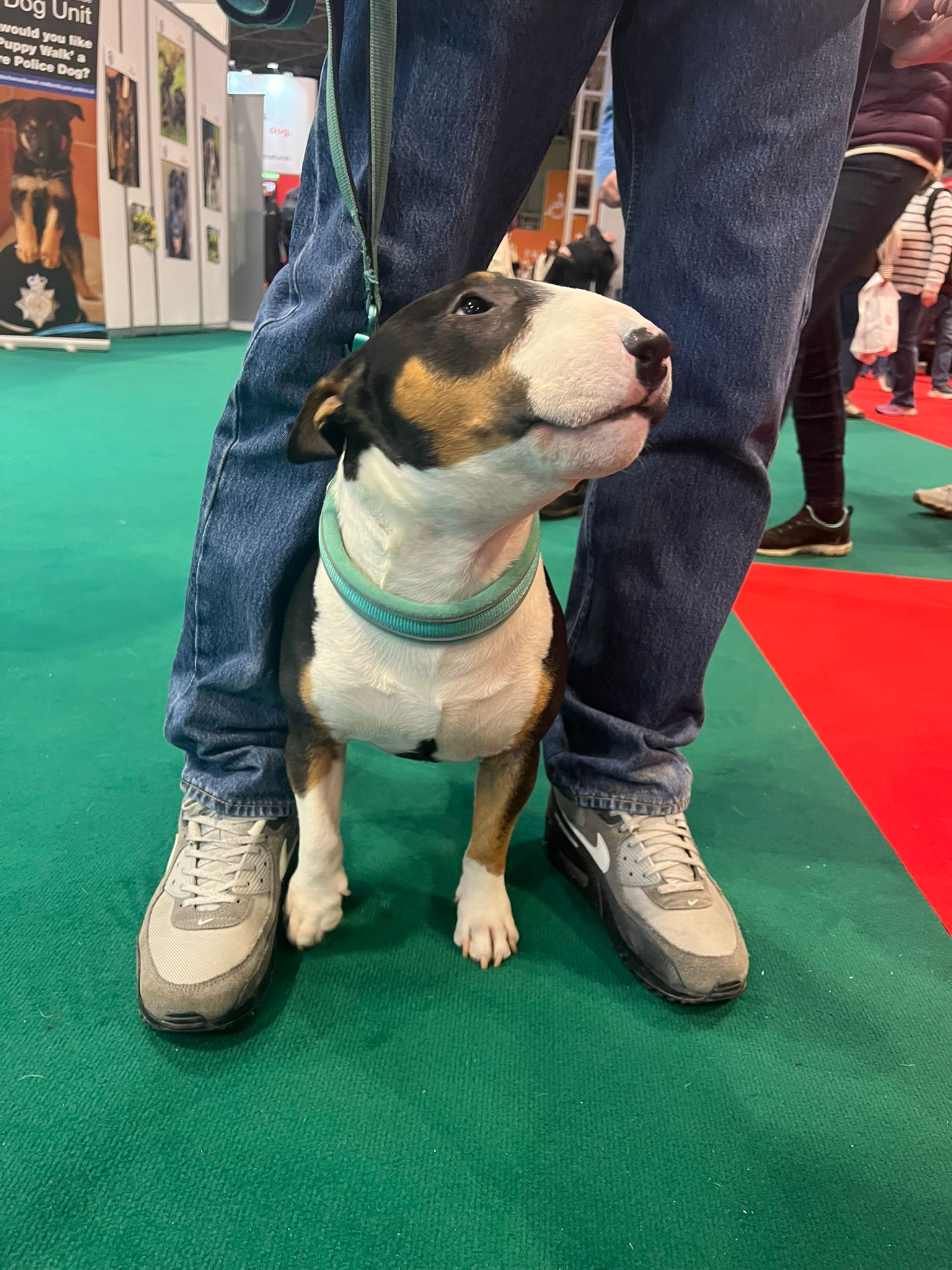Miniature English bull terrier