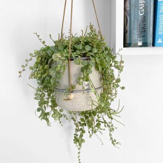 Hanging succulent houseplant in a ceramic pot