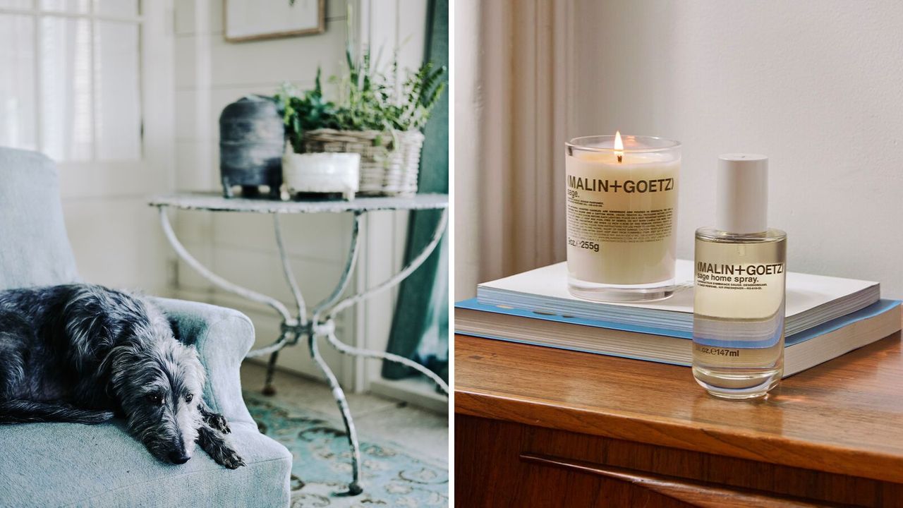 A split-screen header image of a grey long-haired greyhound on a blue upholstered chair with a distressed white table with a houseplant and white panelled walls, and a Malin+Goetz sage room spray and lit candle on a wooden surface and a stack of books, with a white wall behind