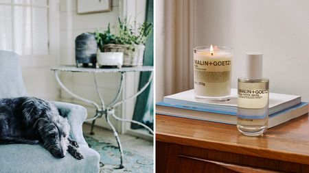 A split-screen header image of a grey long-haired greyhound on a blue upholstered chair with a distressed white table with a houseplant and white panelled walls, and a Malin+Goetz sage room spray and lit candle on a wooden surface and a stack of books, with a white wall behind