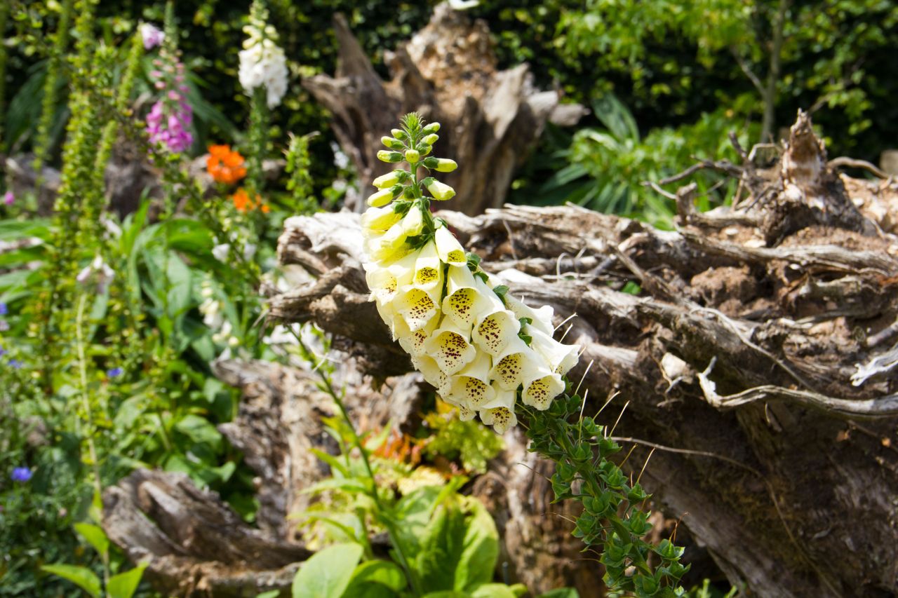 The Stumpery at Arundel Castle Gardens in Arundel Town - West Sussex- England - UK (Image ID: DC2XCW)