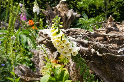 The Stumpery at Arundel Castle (Image ID: DC2XCW) Gardens in Arundel Town - West Sussex- England - UK