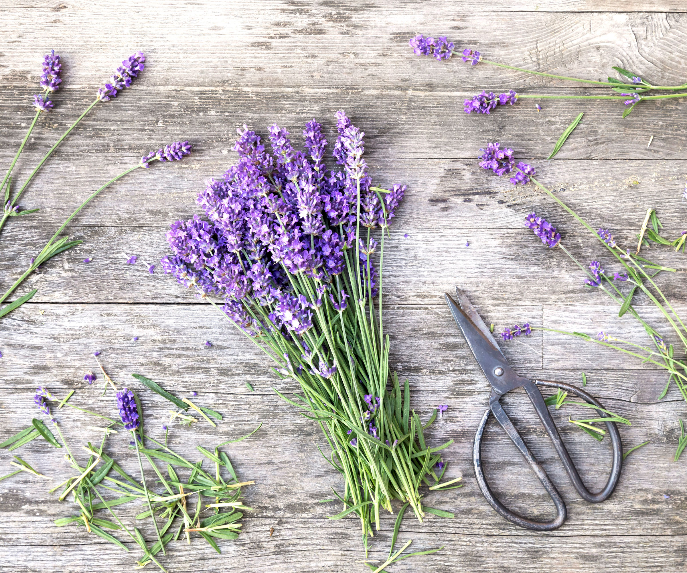 lavender cuttings with black scissors on white wooden table