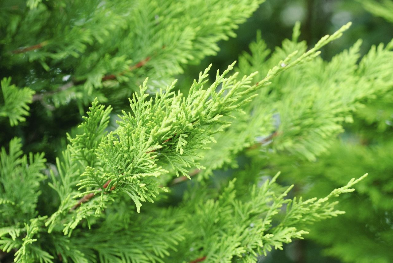 Close Up Of Leyland Cypress Tree Branch