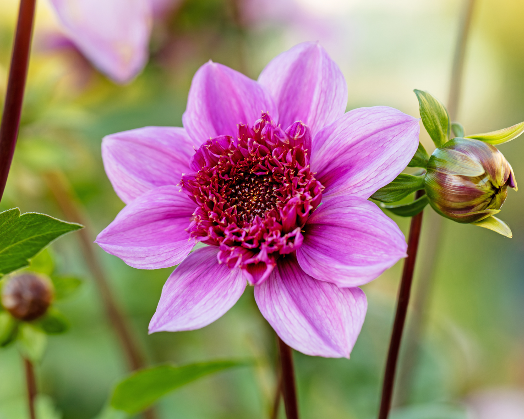 Blue Bayou dahlia flowers