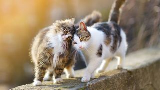 Two friendly cats nuzzling each other outside