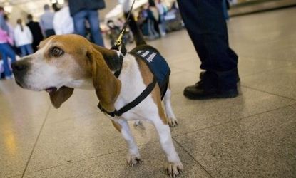 Dogs have famously helped out in airport security, but now they are also putting their muzzles to use detecting cancers and concealed cellphones. 