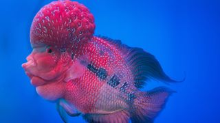 Flowerhorn cichlid