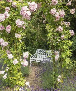 Alexa's Rose garden showing a pink Hybrid Tea rose 'Savoy Hotel' at Peckover House and Garden, Cambridgeshire