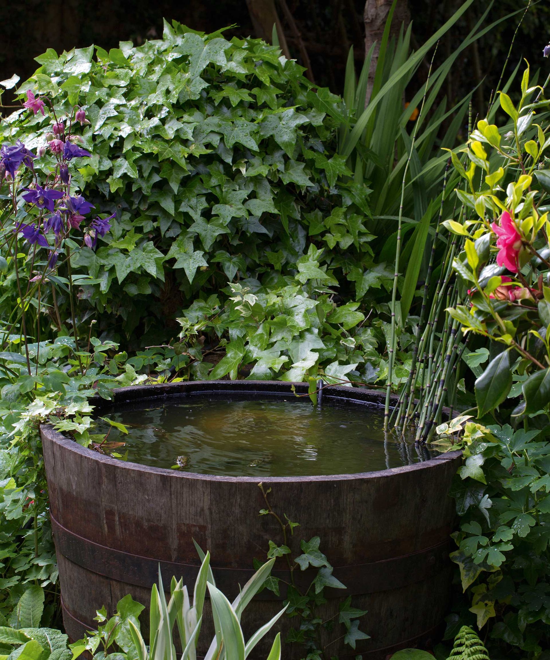 barrel pond in garden