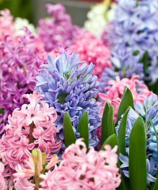 colorful hyacinths