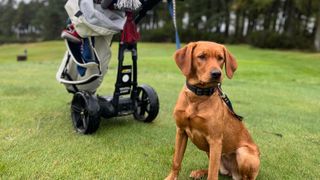 Dog-Friendly Golf Courses