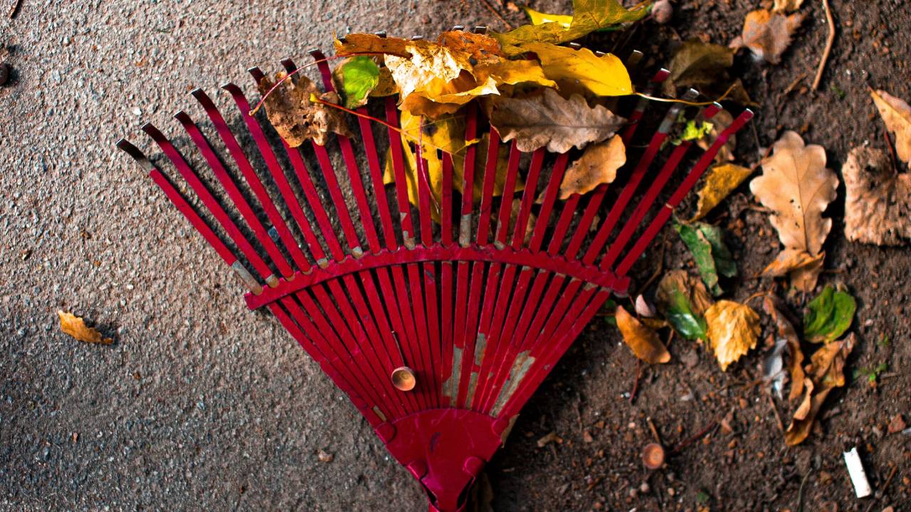 A red rake cleaning up autumn leaves