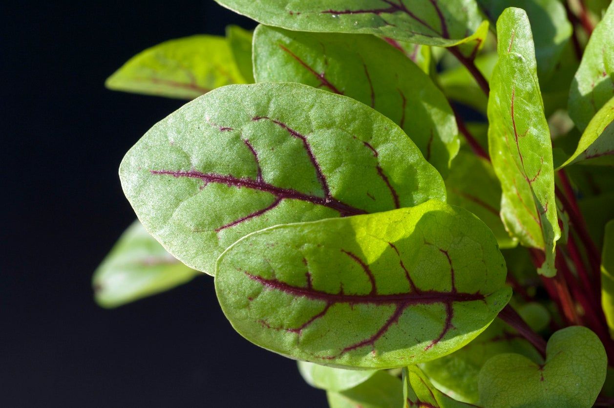 Red Veined Sorrel Plant