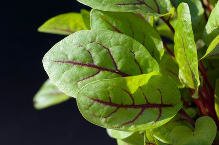 Red Veined Sorrel Plant