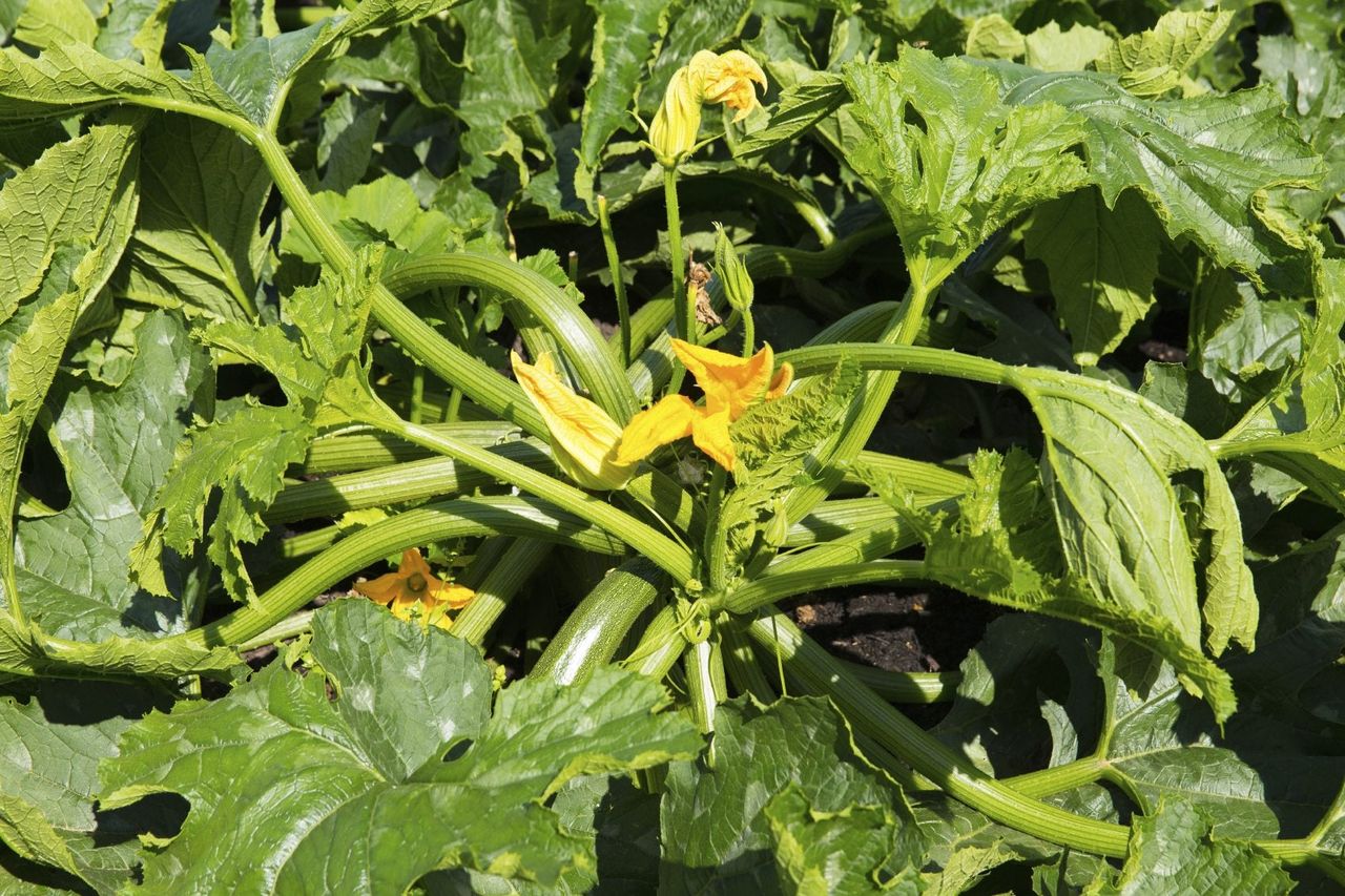 Floppy Zucchini Plant