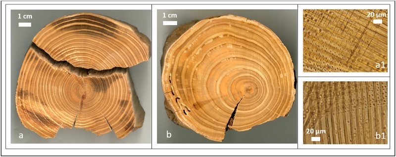 Cypress wood samples from the Palace of Sarvestan.