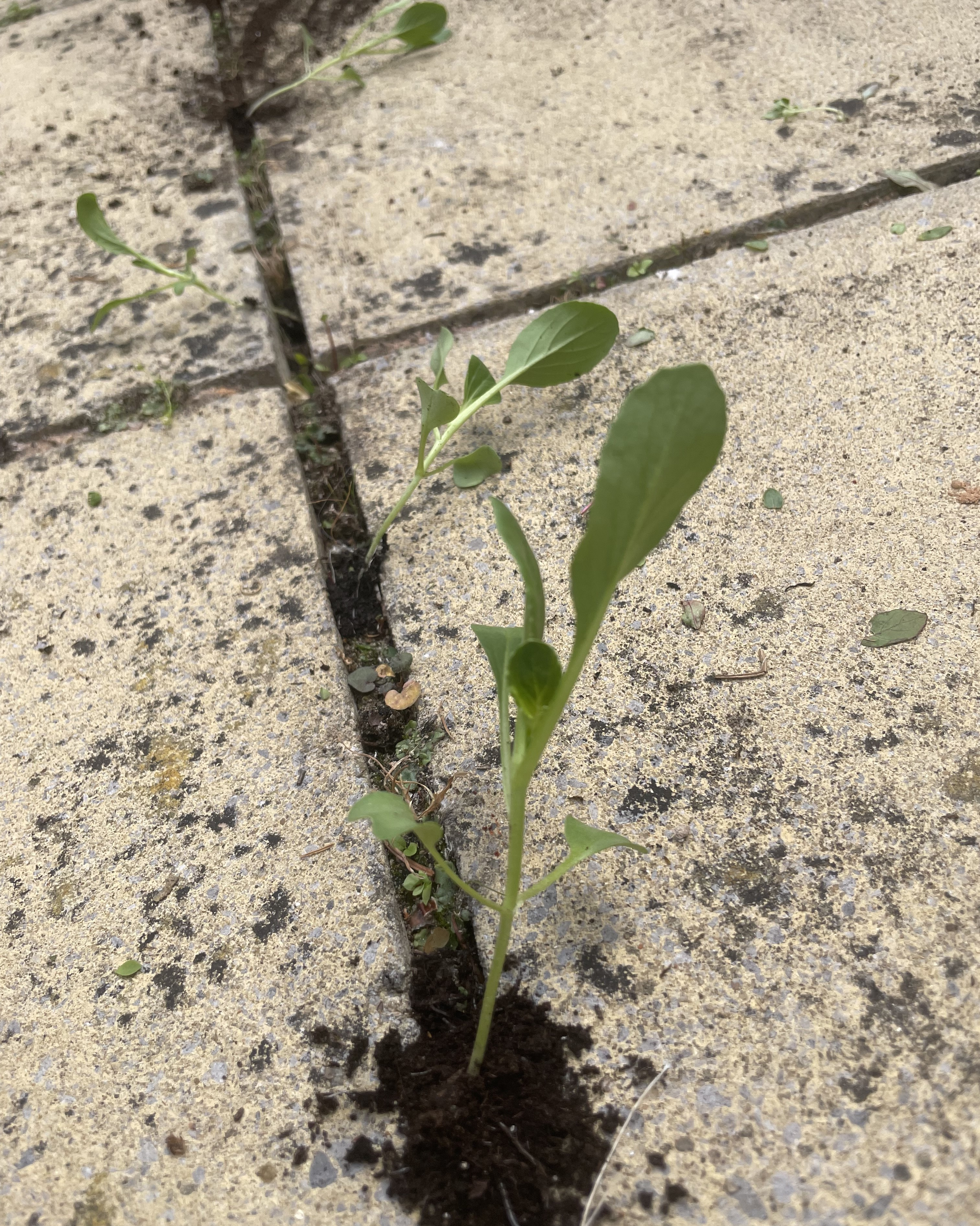 Lettuce shoots growing out of block paving
