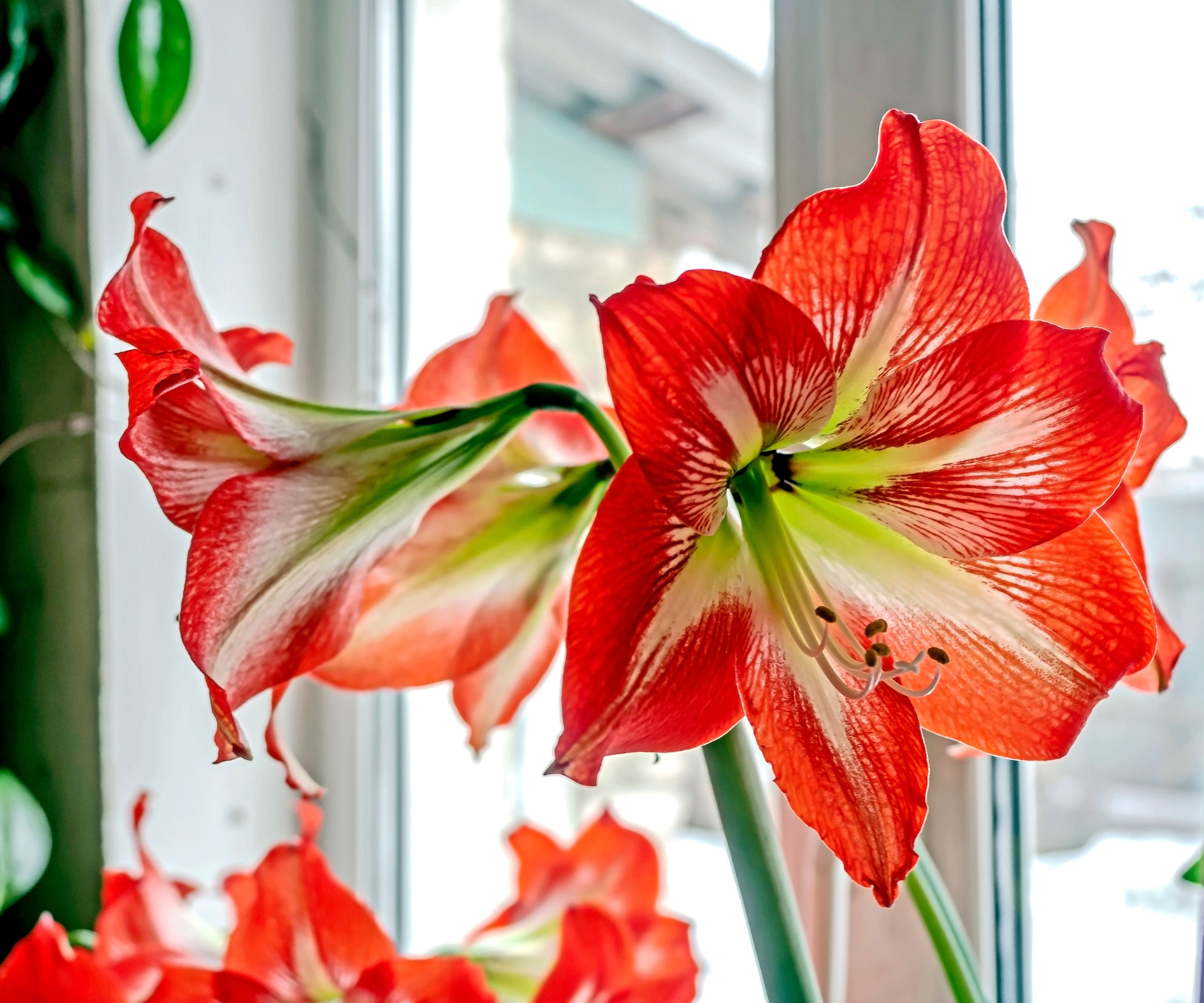 red and white amaryllis flowers by window
