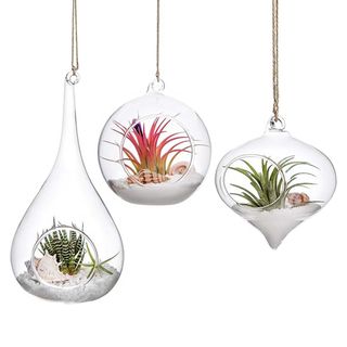 hanging glass planters with air plants and succulents