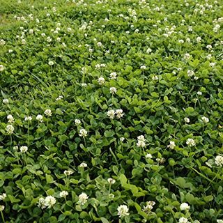 Outsidepride 2 Lb. Perennial White Dutch Clover Seed for Erosion Control, Ground Cover, Lawn Alternative, Pasture, & Forage