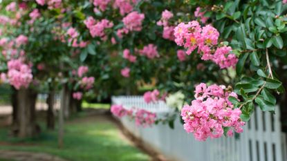 pretty pink crepe myrtle growing over a white picket fence