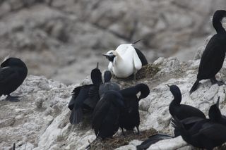 A northern gannet (Morus bassanus), a species with a normal range in the North Atlantic, interacting with the native Brandt's cormorants (Phalacrocorax penicillatus) sighted on the Farallon Islands, located off the coast of San Francisco, in the Pacific Ocean. Novel interactions between species across the Atlantic and Pacific ocean basins may destabilize existing ecological relationships in the two basins.