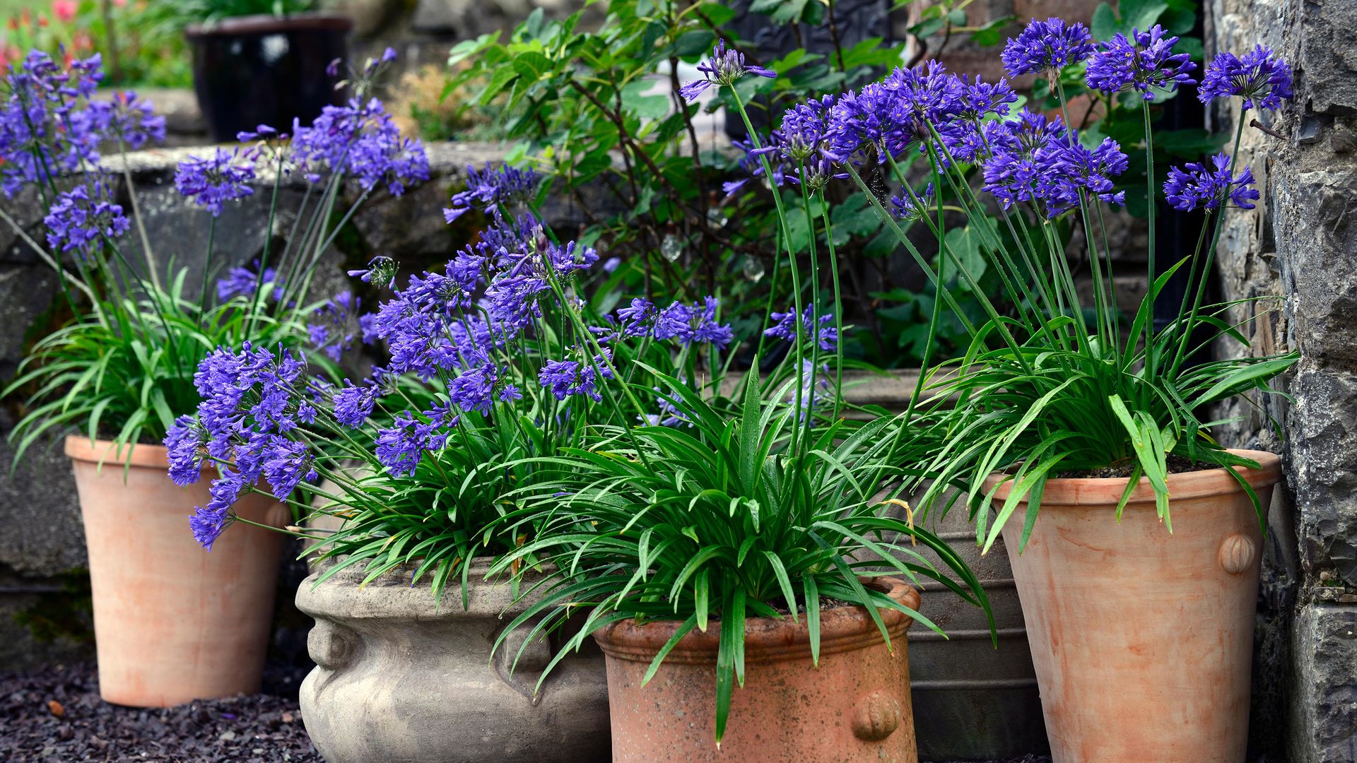 Best perennial plants for pots: 16 beautiful varieties | Gardeningetc