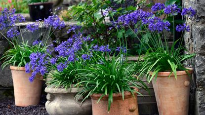 agapanthus growing in terracotta pots on a patio