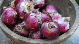 hyacinth bulbs in bowl