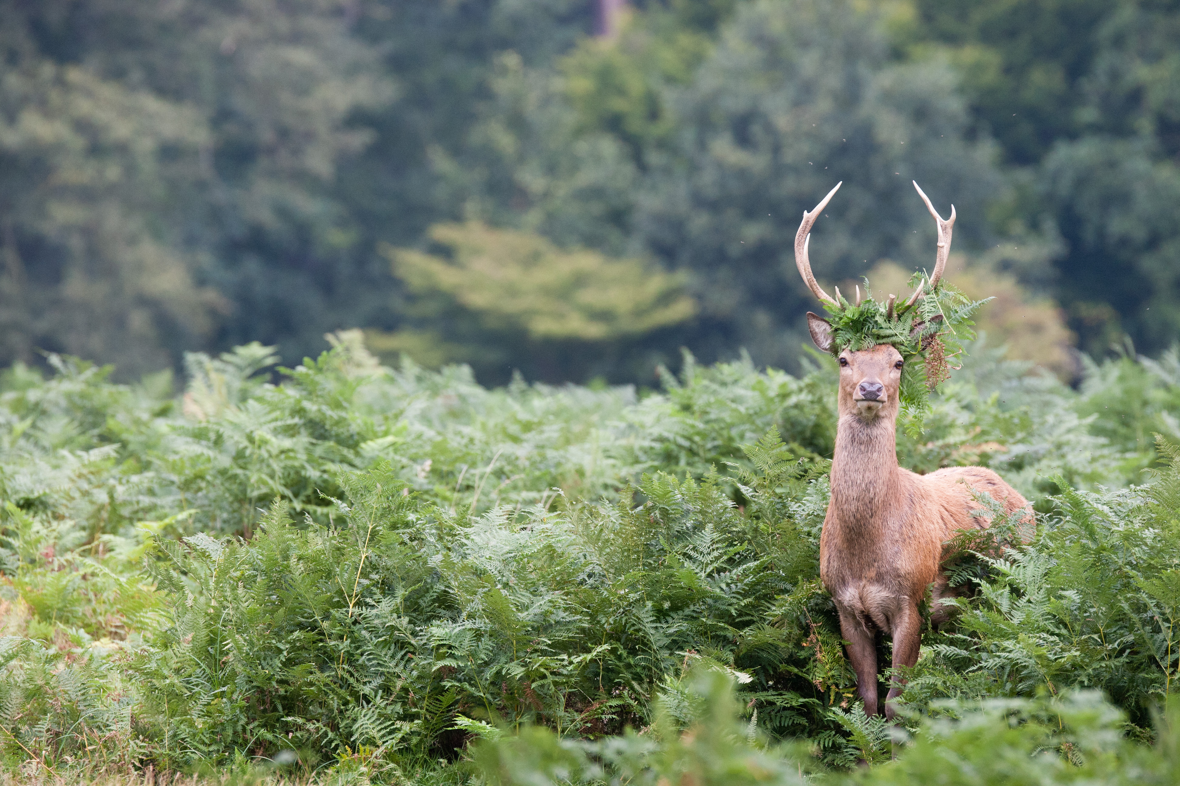 Sigma 120-300mm f/2.8 ex dg os hsm review