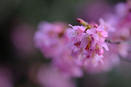 Fuji X-Pro2 sample image